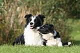 BORDER COLLIE 1378